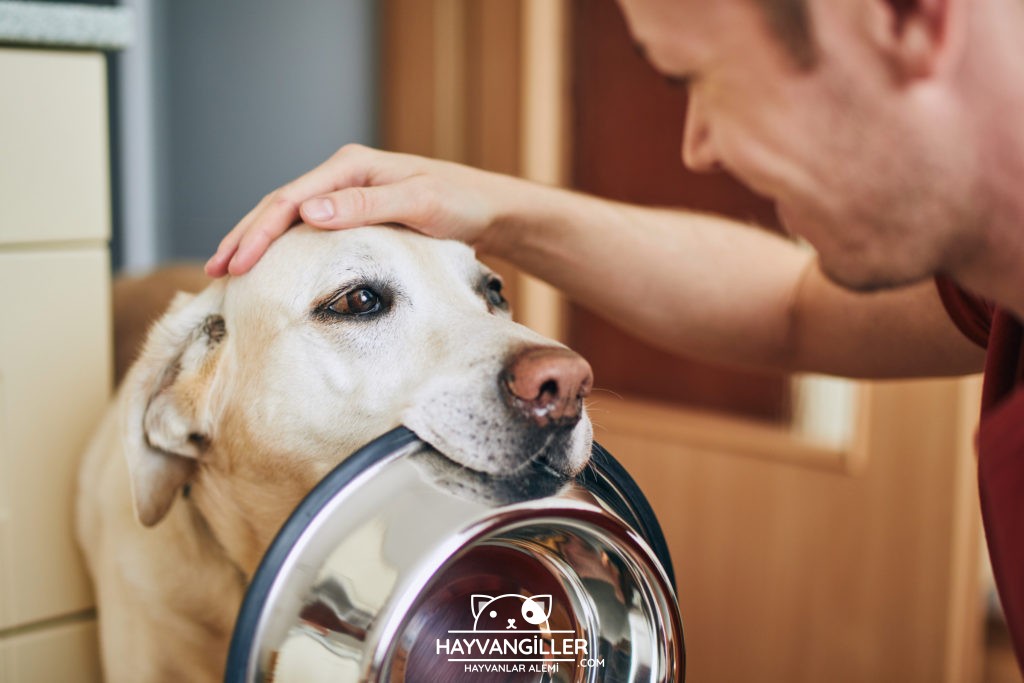 Kedi ve Köpek Maması Seçerken Nelere Dikkat Edilmeli? Kedi ve Köpek Maması Seçerken Nelere Dikkat Edilmeli?